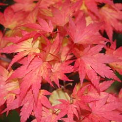 acer palmatum orange dream